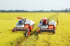 Institute works hard on improving specialty rice varieties