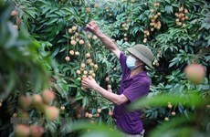 Bac Giang seeks to boost lychee export to US