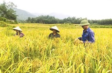  Phu Tho’s agricultural restructuring goes in line with new-style rural area development