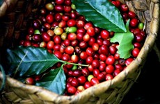 Gia Lai province focuses on specialty coffee branding