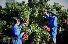 Bac Giang fights smuggling to facilitate lychee trade, production 