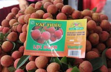 Bac Giang to export lychee via Kep railway station