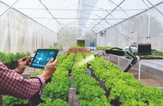 Phu Tho: digital transformation in agriculture – key to breakthrough