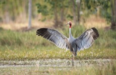 Efforts made to bring back red-crowned cranes from brink of extinction