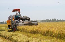 Rice exports see positive signals, food security challenges