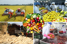 EVFTA facilitates Vietnam’s agricultural product exports to EU market