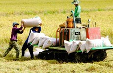 Hanoi focuses on building rice trademark