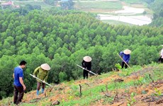 Bac Giang seeks to improve forestry production value