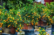 Popular ornamental plants in Vietnamese houses during Tet