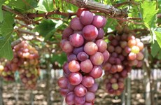 Ninh Thuan takes grape production to next level
