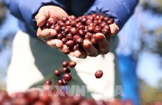 Brand positioning helps Buon Ma Thuot become global coffee hub