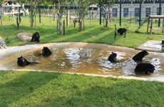 Bear Protection Programme launched at country’s top bear farming commune