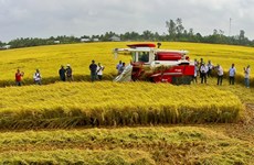 Brand building for Vietnamese agricultural products needed to boost exports