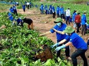 Da Nang strives for green environment