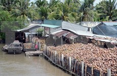 Coconut products account for 30 percent of Ben Tre’s exports
