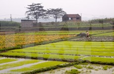 Rice crops yield higher despite El Nino