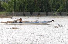 Early summer rain alleviates saltwater in Hau Giang