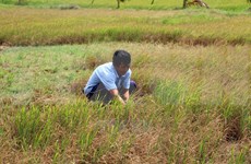 Tien Giang implements project fighting drought, saline intrusion 