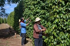 Farmers want pepper futures trading