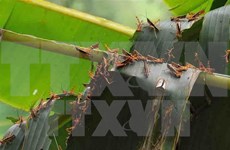 Locusts damage 9,000 ha of crops in Son La