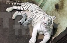 WWF urges closure of all tiger farms in Asia 