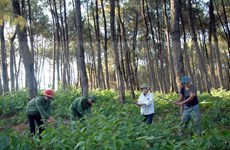 Vietnam, Laos provinces review joint forest protection 