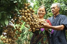 Vietnam expects 2.5 billion USD gain in fruit, veggie exports