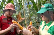 Vietnamese farmers urged to shift from rice to corn