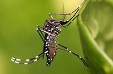 Myanmar takes preventive measures against Zika 