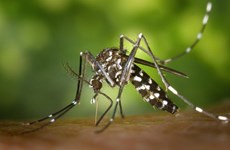 Philippines reports 10 more Zika cases
