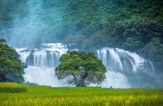 Ban Gioc Waterfall - Natural masterpiece in Southeast Asia