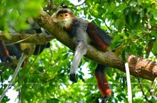 'Queen of Primates' on Son Tra Peninsula