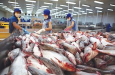Vietnam’s Tra fish export sees competitors