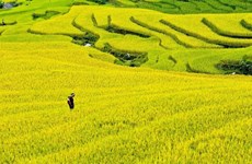 Hoang Su Phi terraced fields blanketed in yellow