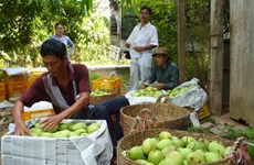 Dong Thap deploys protective measures for major fruit crops