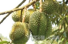 Lam Dong ships 70 tons of durian to China