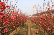 Peach blossoms - a symbol of Lunar New Year