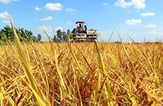 Rice sector needs more support to shift from quantity to quality
