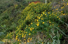 Wild sunflowers in full bloom in mountainous province