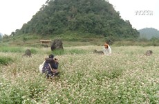 Pristine buckwheat flowers impress visitors
