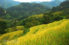 Hoang Su Phi terrace rice fields
