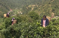 Efforts made to preserve ancient shan tuyet tea trees in Ha Giang