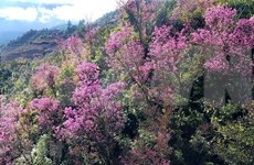 To Day blossoms brighten up Mu Cang Chai mountainous area
