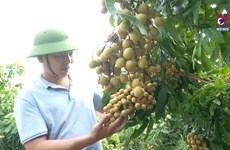 Vietnamese longan make inroads into fastidious markets