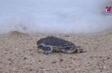 Ninh Thuan works to protect sea turtles