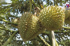 Tien Giang’s durian growers posting big profits