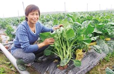 "Super clean" vegetables you can eat on the spot: An unique model of organic farm
