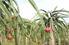 Planting dragon fruit: A prospective direction of Son La ethnic minorities