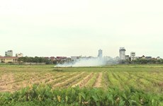 Hanoi suffers alarming air pollution because of straw burning