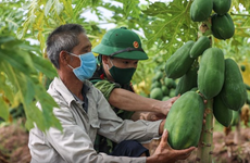 Vietnamese soldiers support farmers in harvesting agricultural products